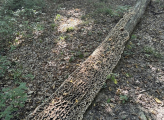 Hungary forest